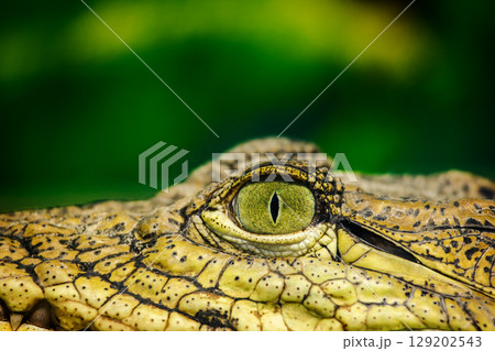 Close-up of a caiman's eye with vivid green iris, sharp vertical pupil, and scaly yellow skin in front of a lush green background 129202543