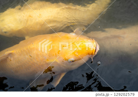 Colorful koi fish in Shukkei-en Japanese garden in Hiroshima, Japan Colorful koi fish in Shukkei-en Japanese garden in Hiroshima, Japan 129202579