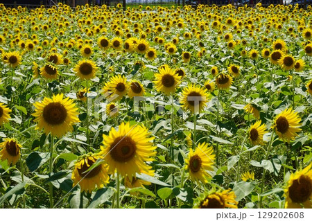 筑前町　道の駅みなみの里　満開のひまわり 129202608