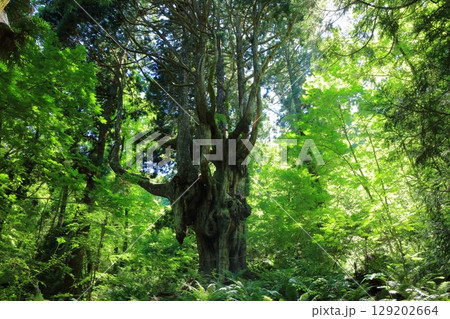【島根県】隠岐の島の岩倉の乳房杉(島後) 【島根県】隠岐の島の岩倉の乳房杉(島後) 129202664