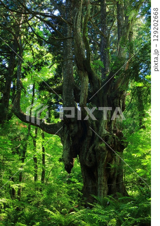 【島根県】隠岐の島の岩倉の乳房杉（島後） 129202668