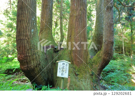 【島根県】隠岐の島の かぶら杉（島後） 129202681