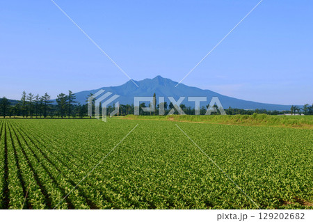 ビート畑と斜里岳（北海道・清里町） 129202682