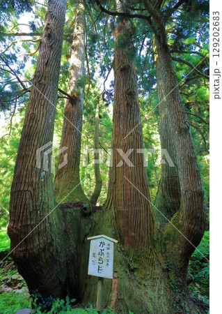 【島根県】隠岐の島の かぶら杉(島後) 【島根県】隠岐の島の かぶら杉(島後) 129202683