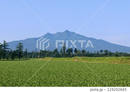 ビート畑と斜里岳（北海道・清里町） 129202685