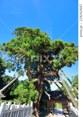 【島根県】隠岐の島の玉若酢命神社の八百スギ（島後） 129202687