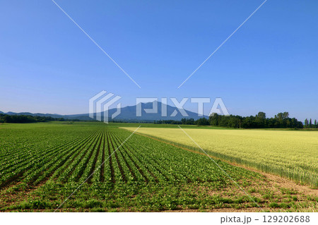 ビート畑と斜里岳（北海道・清里町） 129202688