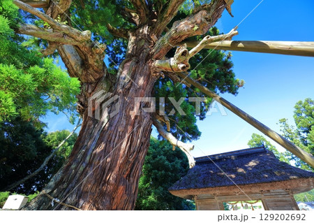 【島根県】隠岐の島の玉若酢命神社の八百スギ（島後） 129202692