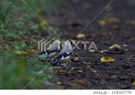 イカル　親子 129202770