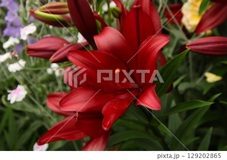 赤い百合⑤ 129202865