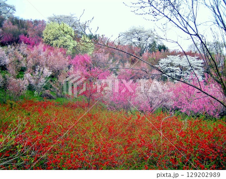 東北の春、花見山の春 東北の春、花見山の春 129202989