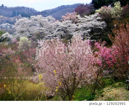 東北の春、花見山の春 東北の春、花見山の春 129202991