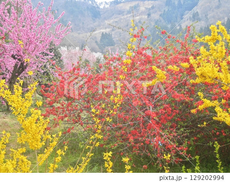 東北の春、花見山の春 東北の春、花見山の春 129202994