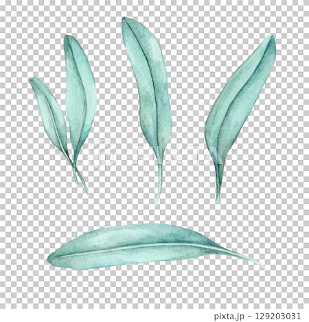 Watercolor clipart of separate sage leaves in different shapes and angles in soft green tones. Great for surface pattern design, herbal logo elements, nature-based branding, or fabric prints Watercolor clipart of separate sage leaves in different shapes and angles in soft green tones. Great for surface pattern design, herbal logo elements, nature-based branding, or fabric prints 129203031