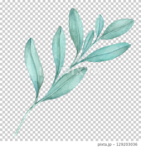 Watercolor clipart of green sage stem with elongated leaves in hand-painted detail. Perfect for food packaging, DIY herb prints, fabric patterns, or rustic and botanical-themed invitations 129203036