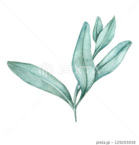 Botanical sage sprig in muted green tones as a detailed watercolor clipart. Great for spice labels, herbal product packaging, planner stickers, logo design, or organic-themed branding assets Botanical sage sprig in muted green tones as a detailed watercolor clipart. Great for spice labels, herbal product packaging, planner stickers, logo design, or organic-themed branding assets 129203038