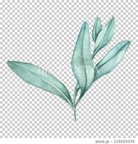 Botanical sage sprig in muted green tones as a detailed watercolor clipart. Great for spice labels, herbal product packaging, planner stickers, logo design, or organic-themed branding assets Botanical sage sprig in muted green tones as a detailed watercolor clipart. Great for spice labels, herbal product packaging, planner stickers, logo design, or organic-themed branding assets 129203038