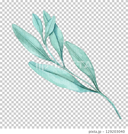 Green sage leaves in soft hues painted in a botanical watercolor clipart. Ideal for packaging design, kitchen wall art, recipe cards, herb-themed stationery, and eco branding materials Green sage leaves in soft hues painted in a botanical watercolor clipart. Ideal for packaging design, kitchen wall art, recipe cards, herb-themed stationery, and eco branding materials 129203040