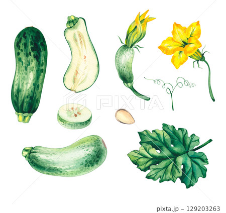Watercolor set with zucchini, greens and summer vegetables Watercolor set with zucchini, greens and summer vegetables 129203263