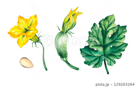 Watercolor set with zucchini, greens and summer vegetables 129203264