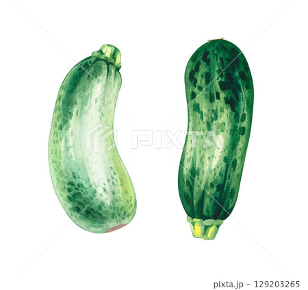 Watercolor set with zucchini, greens and summer vegetables Watercolor set with zucchini, greens and summer vegetables 129203265