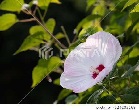 夏の花壇のアメリカフヨウ 夏の花壇のアメリカフヨウ 129203268