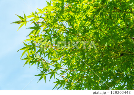 新緑のカエデ 129203448