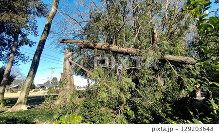 季節外れの暴風雨でおれた倒木 季節外れの暴風雨でおれた倒木 129203648