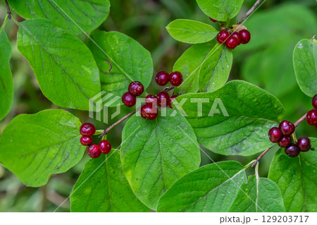 Festive Holiday Honeysuckle Branch with Red Berries Lonicera xylosteum Festive Holiday Honeysuckle Branch with Red Berries Lonicera xylosteum 129203717