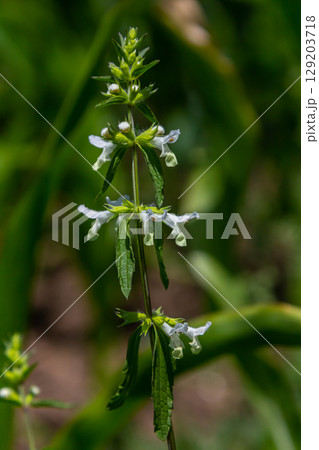 Flower of Stachys annua in May. Wild growing on Mount Kalvarija Nitra Flower of Stachys annua in May. Wild growing on Mount Kalvarija Nitra 129203718