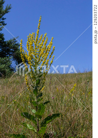 Common mullein - pale yellow flowers of verbascum nigrum plant, used as herb and medicine - growing in the medicinal garden 129203722