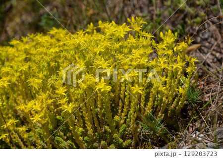 Muller seeds in forest bed. Sedum acre. Yellow flowers growing in the field 129203723