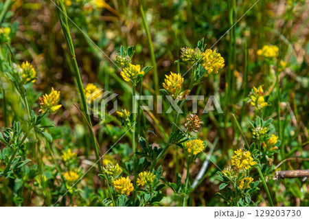 Medicago falcata, plant species of the genus Medicago. It is native to much of Europe and Asia 129203730