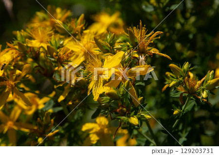 flowers of Saint Johns wort, Hypericum perforatum 129203731