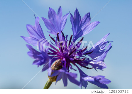 Centaurea cyanus is the common cornflower in our fields 129203732