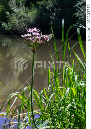 Photo butomus umbellatus flower burchardia, macro photo, forest water lily flower, summer spring, botany, background pink Photo butomus umbellatus flower burchardia, macro photo, forest water lily flower, summer spring, botany, background pink 129203736