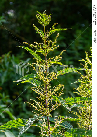 Urtica dioica or stinging nettle, in the garden. Stinging nettle, a medicinal plant that is used as a bleeding, diuretic, antipyretic, wound healing, antirheumatic agent Urtica dioica or stinging nettle, in the garden. Stinging nettle, a medicinal plant that is used as a bleeding, diuretic, antipyretic, wound healing, antirheumatic agent 129203737