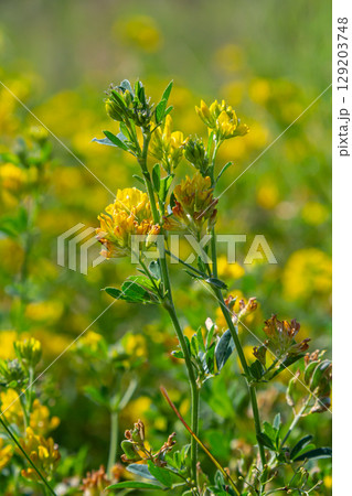 Medicago falcata, plant species of the genus Medicago. It is native to much of Europe and Asia Medicago falcata, plant species of the genus Medicago. It is native to much of Europe and Asia 129203748