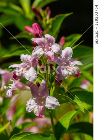 Weigela Bristol Ruby red flowers - Latin name - Weigela florida Bristol Ruby Weigela Bristol Ruby red flowers - Latin name - Weigela florida Bristol Ruby 129203754