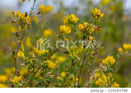 Medicago falcata, plant species of the genus Medicago. It is native to much of Europe and Asia 129203766