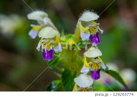 Summer among the wild herbs blossoms of nettle Galeopsis speciosa Summer among the wild herbs blossoms of nettle Galeopsis speciosa 129203774