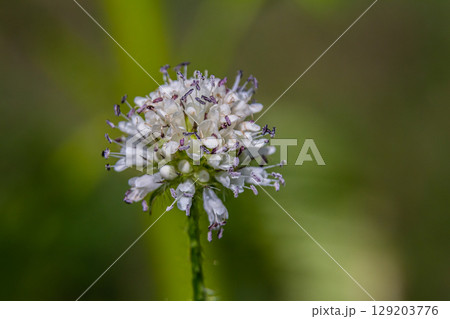 Dipsacus pilosus, Small Teasel. Wild plant shot in summer 129203776