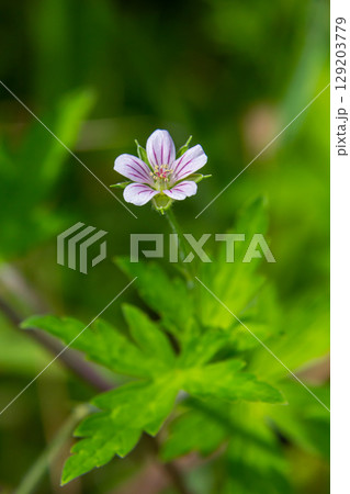 Siberian geranium Geranium sibiricum grows in summer in the wild Siberian geranium Geranium sibiricum grows in summer in the wild 129203779