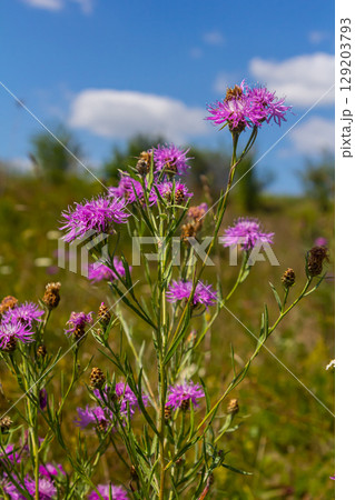 Blooming meadow knapweed, Centaurea jacea, on the meadow Blooming meadow knapweed, Centaurea jacea, on the meadow 129203793