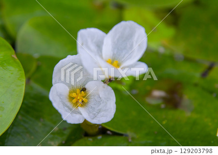 Hydrocharis morsus-ranae, frogbit, is a flowering plant belonging to the genus Hydrocharis in the family Hydrocharitaceae. It is a small floating plant resembling a small water lily Hydrocharis morsus-ranae, frogbit, is a flowering plant belonging to the genus Hydrocharis in the family Hydrocharitaceae. It is a small floating plant resembling a small water lily 129203798