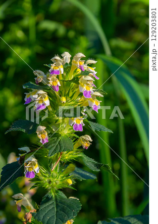 Summer among the wild herbs blossoms of nettle Galeopsis speciosa Summer among the wild herbs blossoms of nettle Galeopsis speciosa 129203801