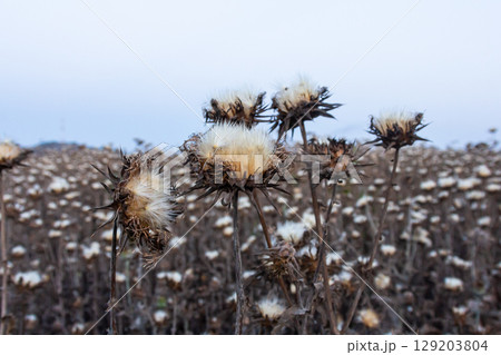 Milk thistle seed head - Latin name - Silybum marianum 129203804