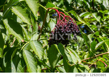 sambucus nigra, elderberry, black ripe elder berries on twig closeup sambucus nigra, elderberry, black ripe elder berries on twig closeup 129203805