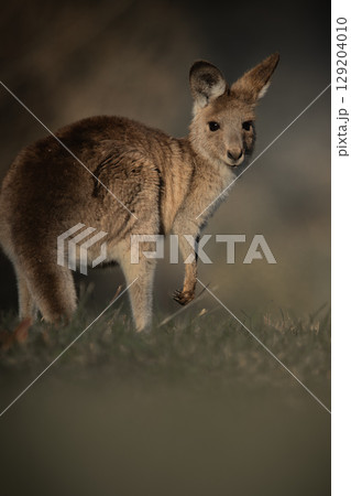 Young Eastern Grey Kangaroo Young Eastern Grey Kangaroo 129204010