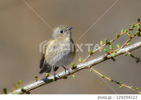 奥日光で冬から春に見られるオレンジ色の脇をした、かわいい人気のある小鳥ルリビタキ 奥日光で冬から春に見られるオレンジ色の脇をした、かわいい人気のある小鳥ルリビタキ 129204222